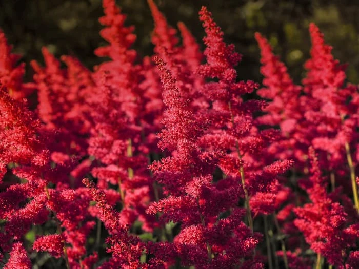 Amaranthus Çiçeği
