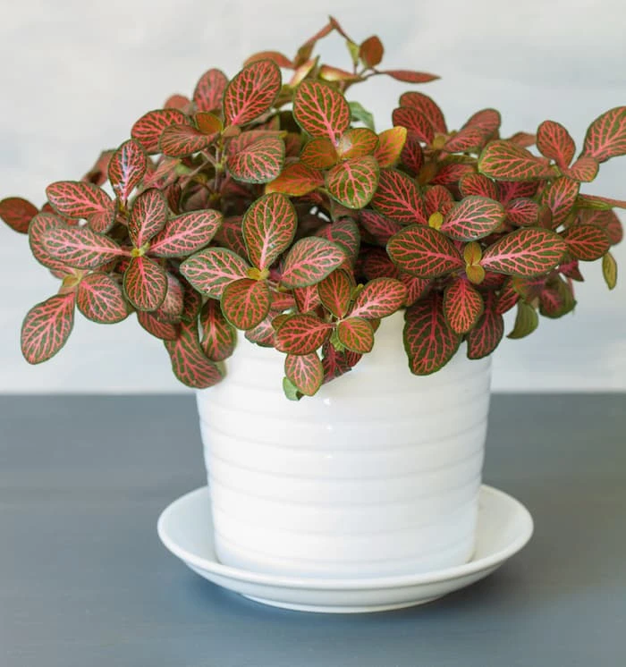 Fittonia Bakımı